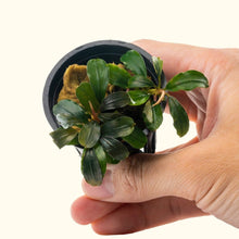 Load image into Gallery viewer, Plants Live Plants Bucephalandra &amp;quot;Black Pearl&amp;quot;
