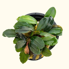 Load image into Gallery viewer, Plants Live Plants Bucephalandra &amp;quot;Black Pearl&amp;quot;
