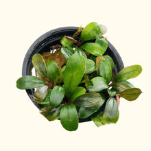 Load image into Gallery viewer, Plants Live Plants Bucephalandra &amp;quot;Black Pearl&amp;quot;
