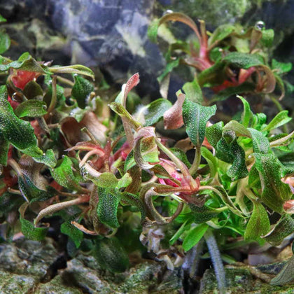 bucephalandra-kedagang-tissue-culture-5703249939227-33646572437573