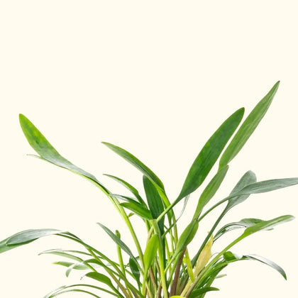 cryptocoryne-lucens-00810055290253-31666975998021