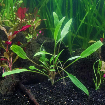 cryptocoryne-lucens-00810055290253-32744072413253