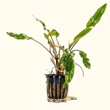 cryptocoryne-lutea-00810055290727-31666975080517