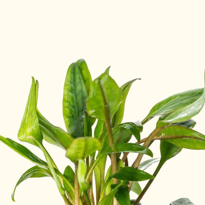 cryptocoryne-lutea-00810055290727-31666975178821