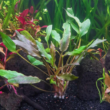 cryptocoryne-lutea-00810055290727-32745047228485