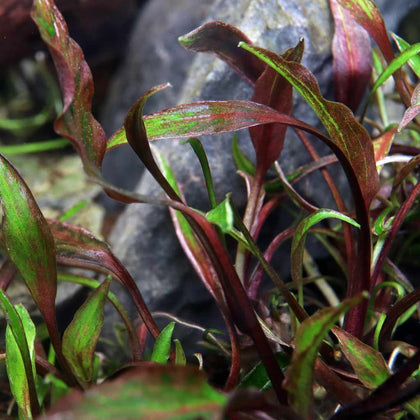 cryptocoryne-nurii-tissue-culture-5703249000491-33730623930437