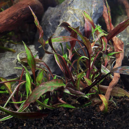 cryptocoryne-nurii-tissue-culture-5703249000491-33730623963205