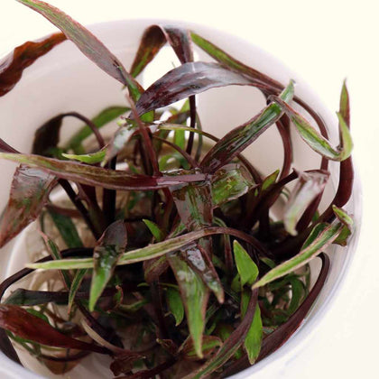 cryptocoryne-nurii-tissue-culture-5703249000491-33730624290885