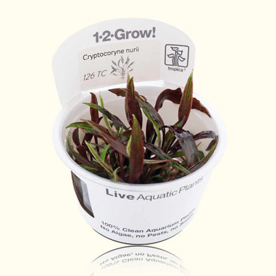 Plants Live Plants Cryptocoryne Nurii Tissue Culture