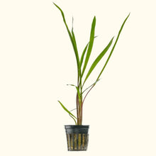 Load image into Gallery viewer, Plants Live Plants Cryptocoryne Spiralis
