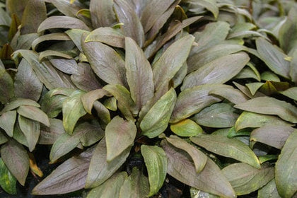 cryptocoryne-undulata-810055292950-35176122941509