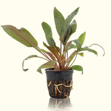 Load image into Gallery viewer, Plants Live Plants Cryptocoryne Undulata
