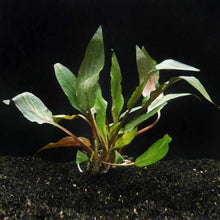 Load image into Gallery viewer, Plants Live Plants Cryptocoryne Undulata
