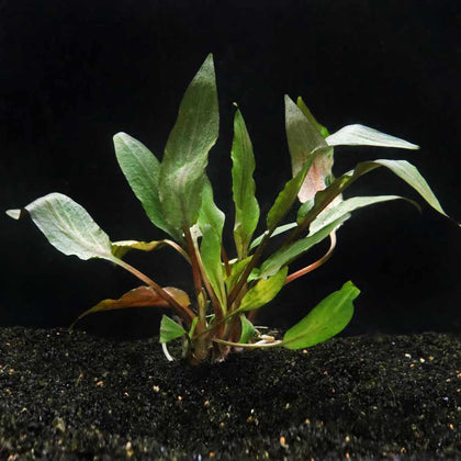 cryptocoryne-undulata-810055292950-35237458968645