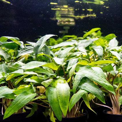 cryptocoryne-wendtii-green-00810055290406-31465818882117