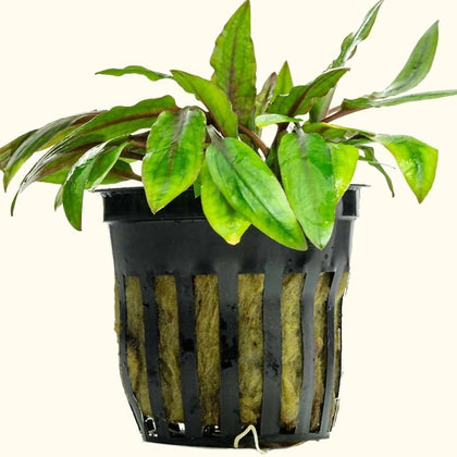 cryptocoryne-wendtii-green-00810055290406-31666976030789