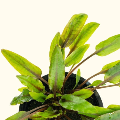 cryptocoryne-wendtii-green-00810055290406-31666976063557