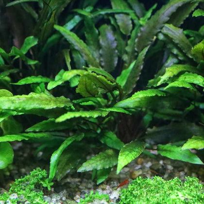 cryptocoryne-wendtii-green-00810055290406-32740974821445