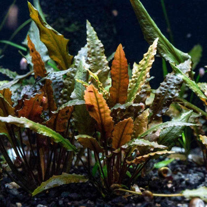 cryptocoryne-wendtii-red-810055291144-31465817178181