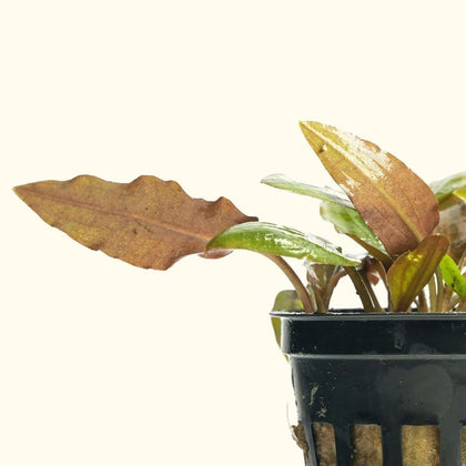 cryptocoryne-wendtii-red-810055291144-31666975735877