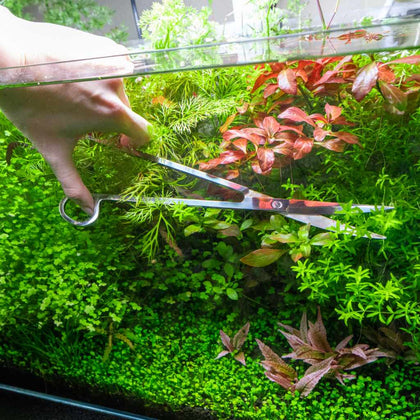 curved-aquarium-plant-scissors-00810055290499-31465822257221