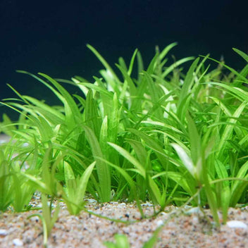 Dwarf Chain Sword | Pygmy Chain Sword | Live Aquarium Plants for Sale ...