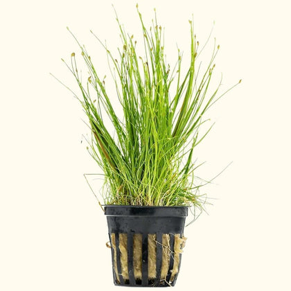 dwarf-hairgrass-00810055290482-31666985205829