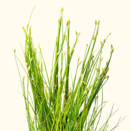 dwarf-hairgrass-00810055290482-31666985238597