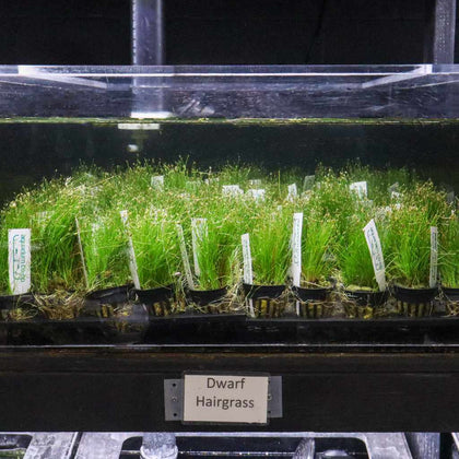 dwarf-hairgrass-00810055290482-32805611470917