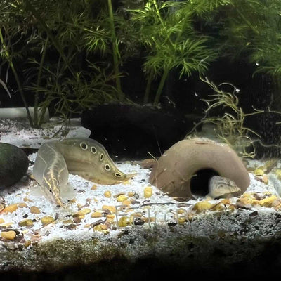 eels_in_apisto_cave