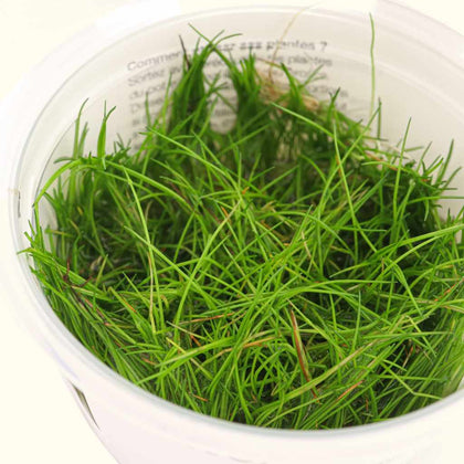 eleocharis-pusilla-mini-tissue-culture-5703249932228-33601597538373