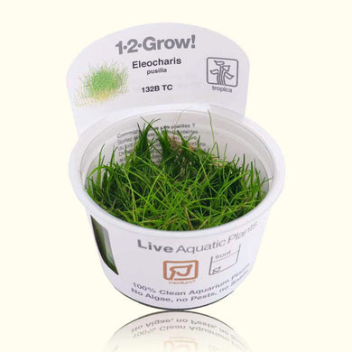 Plants Live Plants Eleocharis Pusilla 'Mini' Tissue Culture