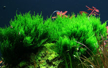 Load image into Gallery viewer, Taxiphyllum sp. ’Flame Moss’ Tissue Culture
