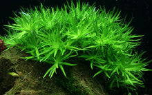 Load image into Gallery viewer, Heteranthera Zosterifolia Star Grass Tissue Culture
