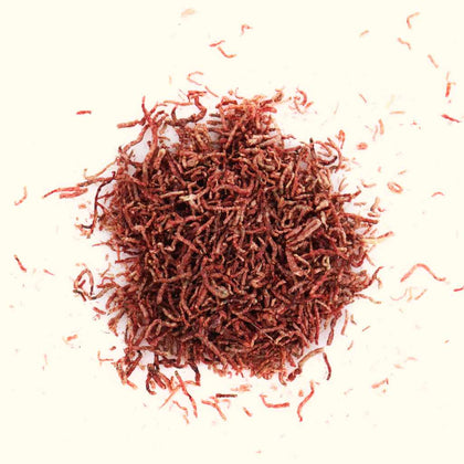 hikari-freeze-dried-bloodworms-042055332019-34106032881733