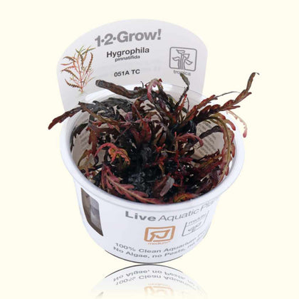 hygrophila-pinnatifida-tissue-culture-5703249851123-33663004344389