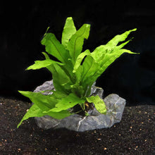 Load image into Gallery viewer, Plants Live Plants In-Store Java Fern
