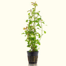 Load image into Gallery viewer, Aquarium Co-Op Live Plants In-Store Ludwigia Repens &amp;#39;Red&amp;#39;
