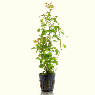 Aquarium Co-Op Live Plants In-Store Ludwigia Repens 'Red'