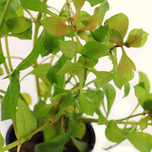 Load image into Gallery viewer, Aquarium Co-Op Live Plants In-Store Ludwigia Repens &amp;#39;Red&amp;#39;
