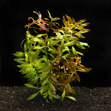 Load image into Gallery viewer, Aquarium Co-Op Live Plants In-Store Ludwigia Repens &amp;#39;Red&amp;#39;
