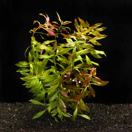 in-store-ludwigia-repens-red-ludred-35055123497029