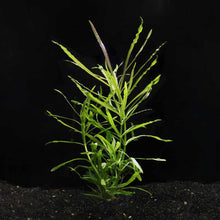 Load image into Gallery viewer, Plants Live Plants In-Store Pogostemon Stellatus &amp;#39;Octopus&amp;#39;
