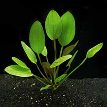 Load image into Gallery viewer, Plants Live Plants In-Store Red Melon Sword
