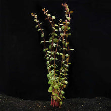 Load image into Gallery viewer, Aquarium Co-Op Live Plants In-Store Rotala H’ra
