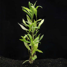 Load image into Gallery viewer, Aquarium Co-Op Live Plants In-Store Willow Hygro
