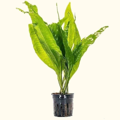 java-fern-00810055290475-31666988548165