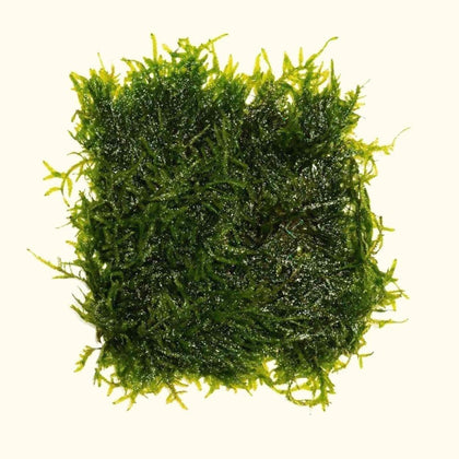 java-moss-mat-00810055290116-31769573556293