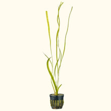 Load image into Gallery viewer, Plants Live Plants Jungle Vallisneria
