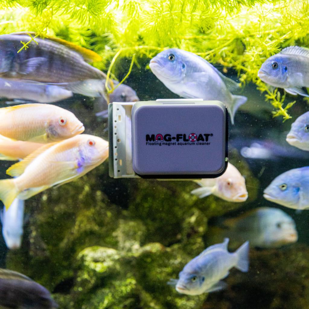 Mag-Float Glass Aquarium Cleaner  Floating Magnetic Algae Remover –  Aquarium Co-Op
